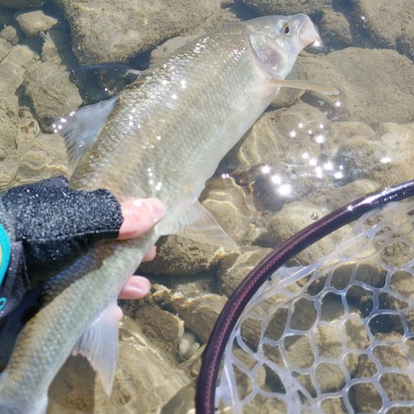 LIMITED STOCK 6-weight Fly Fishing Combo Kit - Image 7