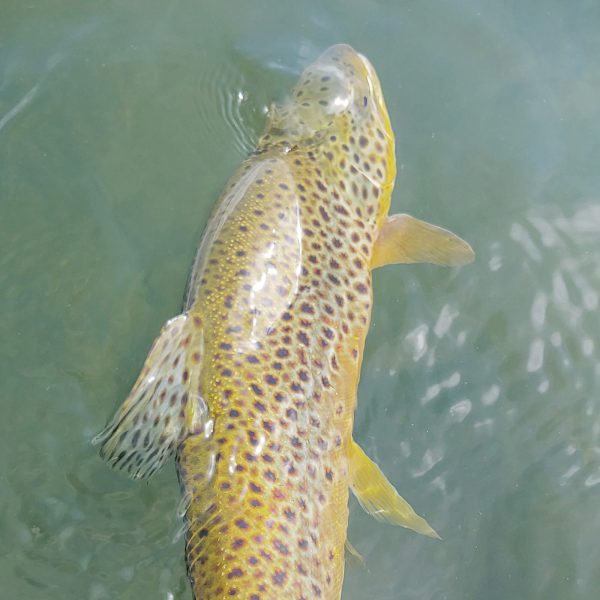 LIMITED STOCK 6-weight Fly Fishing Combo Kit - Image 6