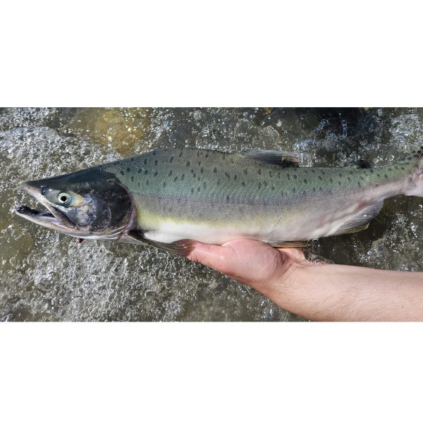 LIMITED STOCK 6-weight Fly Fishing Combo Kit - Image 9