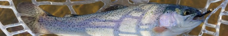 Rainbow trout with zebra midge fly in its mouth, inside of a fishing net
