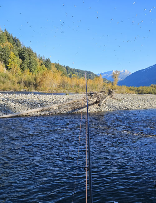 Fly fishing a river surrounded by rocky beaches and forested mountains for coho, pink, and chinook salmon