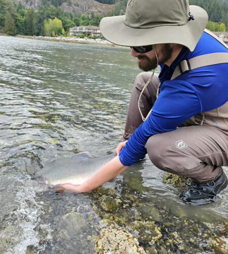 Reel fly fishers founder crouching with a male pink salmon partially submerged in clear ocean water