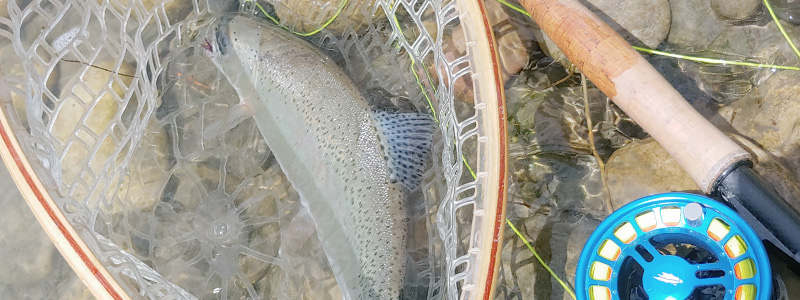 Rainbow trout in net with 6 weight reelflyfishers fly fishing combo kit to the right side of the net