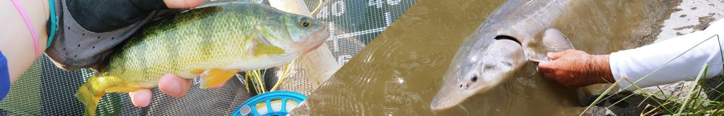 Fly Fishing vs Regular (Spin) Fishing with man holding yellow perch caught through fly fishing on the left side of the image, and man holding a sturgeon in murky brown water caught through spin fishing on the right side of the image