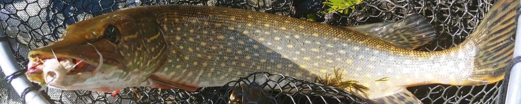 Northern pickrel with a bunny leech fly pattern in mouth, while the fish is inside a net
